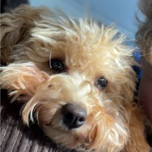 Meet your Posher, Emma